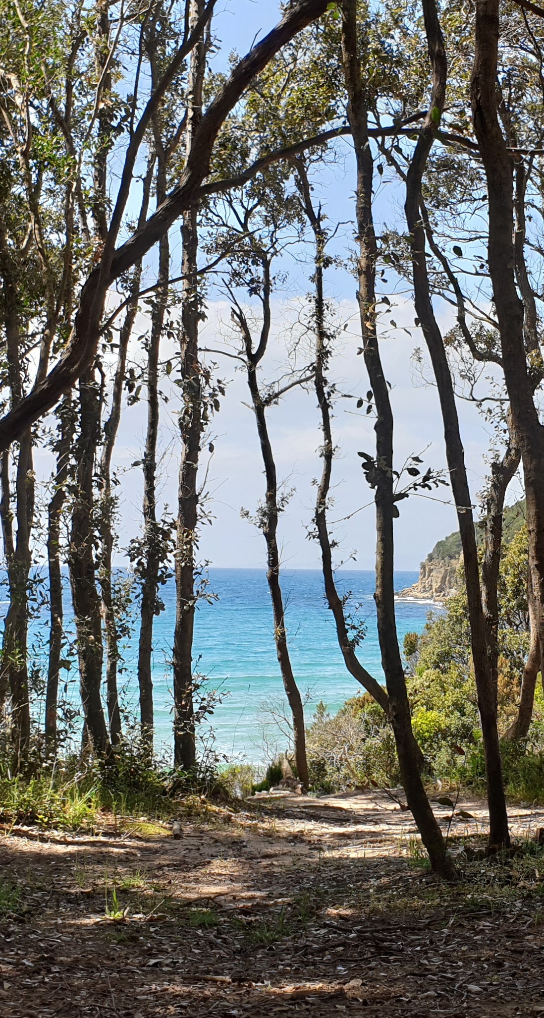 cala-violina-4266471